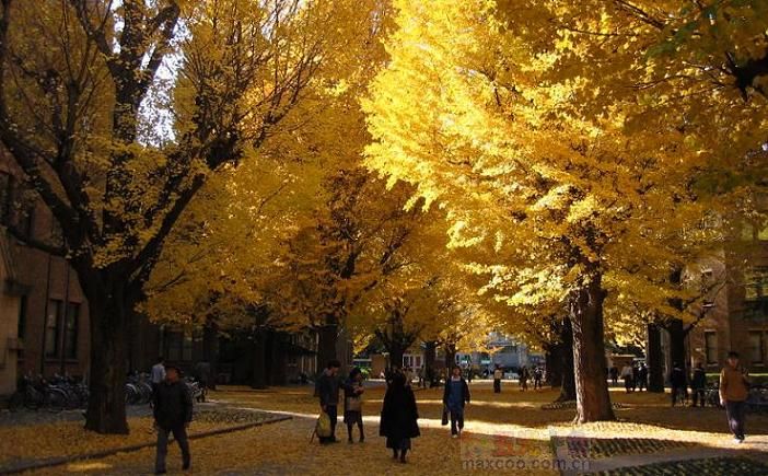 电影中的十大浪漫旅游目的地-日本东京
