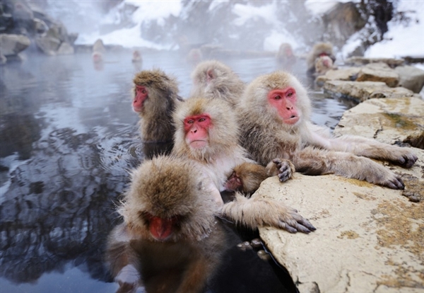 不是所有温泉都能泡 世界五大致命温泉-日本长野地狱谷猴子温泉
