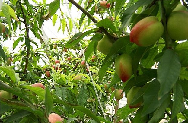 安阳吴家洞——豫北花木第一村