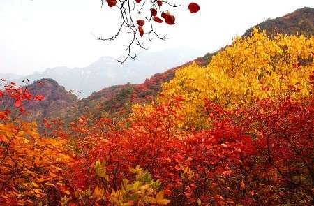 河南旅游郑州周边赏秋最佳地儿-王屋山