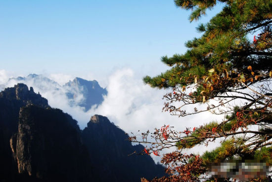 雨后黄山 云海与秋景相遇 演绎天地大美