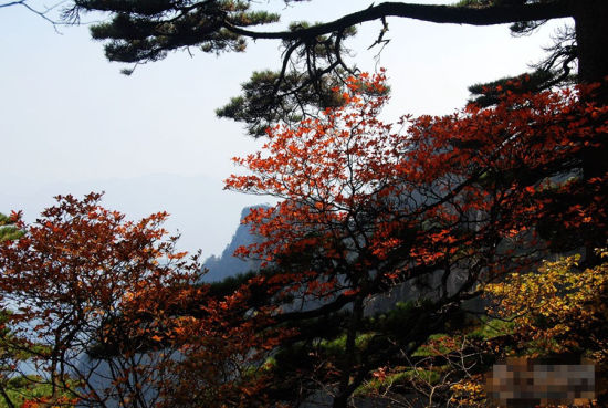 雨后黄山 云海与秋景相遇 演绎天地大美